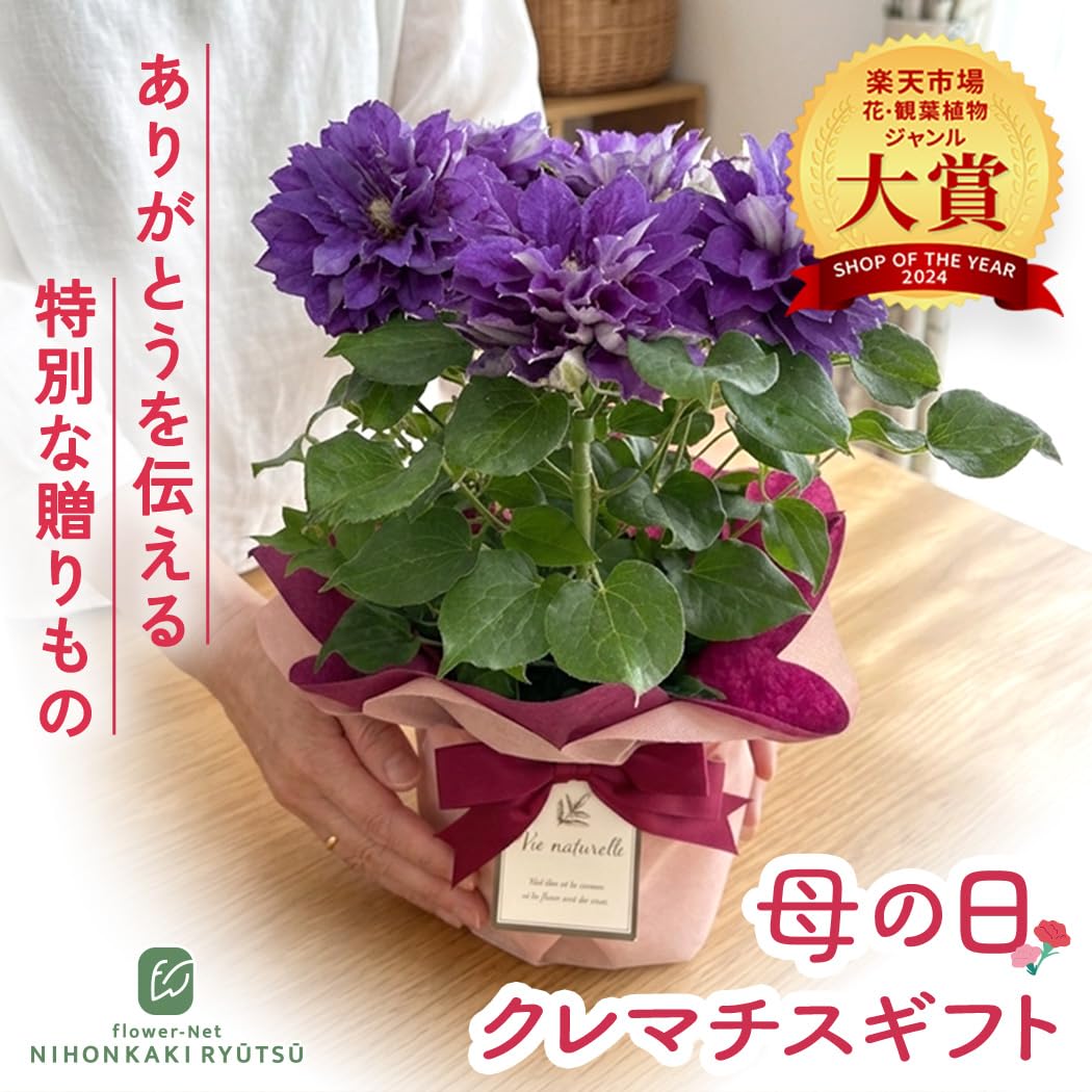 Amazon｜【心を込めて贈る】 母の日 花 クレマチス 新紫玉 5号鉢